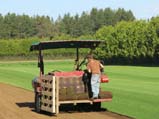 Harvesting Sod